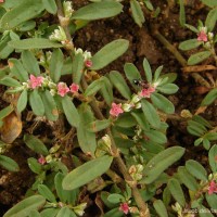 Polygonum plebeium R.Br.